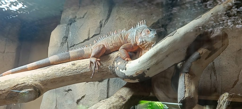 indoor tropical house- lizard - pili palas